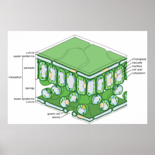 Leaf Tissue Structure Plant Cell Diagram Poster