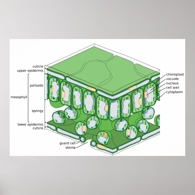 Leaf Tissue Structure Plant Cell Diagram Poster (Front)