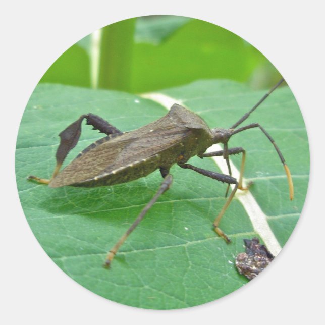 Leaffooted Bug (Acanthocephala fenorata) Items Classic Round Sticker (Front)