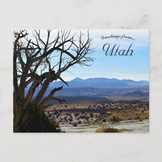 Leafless Tree in Utah Postcard (Front)