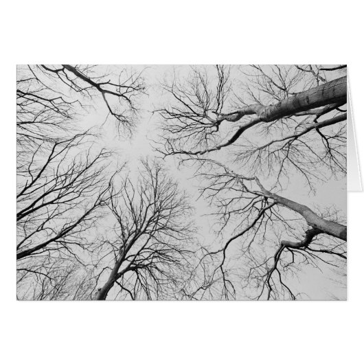 Leafless Trees in Thiepval Wood Cards (Front Horizontal)