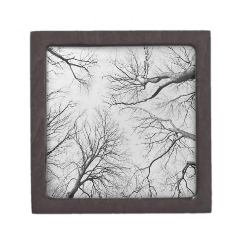 Leafless Trees in Thiepval Wood Gift Box