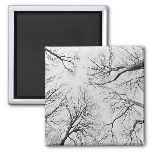 Leafless Trees in Thiepval Wood Magnet