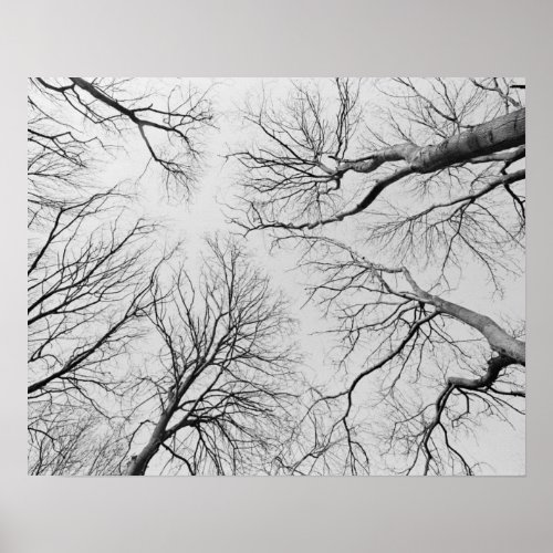 Leafless Trees in Thiepval Wood Poster