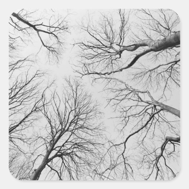 Leafless Trees in Thiepval Wood Square Sticker (Front)