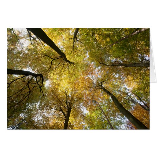 Leafy Canopy Cards (Front Horizontal)