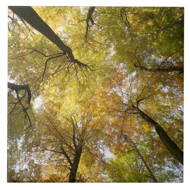 Leafy Canopy Ceramic Tile (Front)