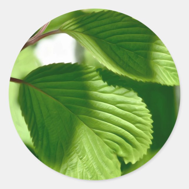 Leafy Green Classic Round Sticker (Front)