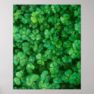Leafy Green Clovers with Water Droplets Poster