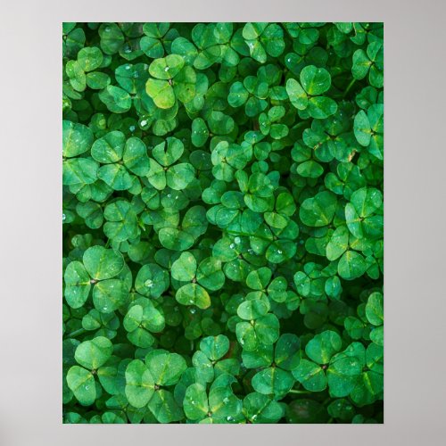 Leafy Green Clovers with Water Droplets Poster