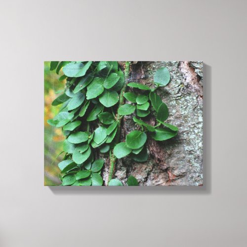 Leafy Green Vine Growing On Tree Trunk Canvas Print