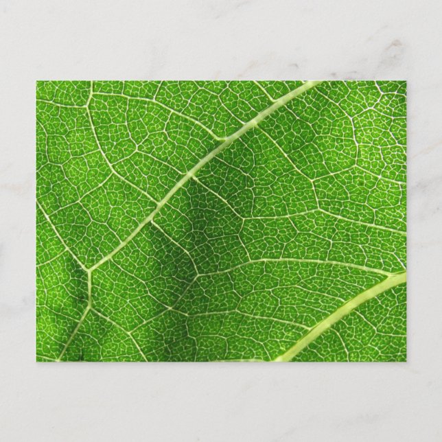 Leafy Labyrinth Postcard (Front)