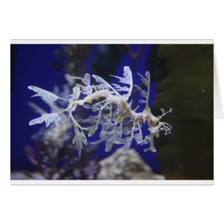 Leafy Sea Dragon Cards