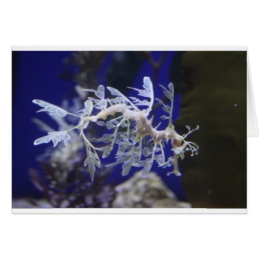 Leafy Sea Dragon Cards (Front Horizontal)