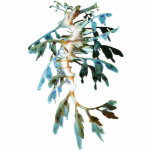 Leafy Sea Dragon Cutout Magnet/Sculpture<br><div class="desc">The leafy sea dragon is a marine fish related to the seahorse. The name is derived from the appearance, with long leaf-like protrusions coming from all over the body. These protrusions are not used for propulsion; they serve only as camouflage. The leafy sea dragon propels itself by means of a...</div>