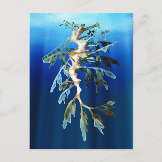 Leafy Sea Dragon Postcards (Front)