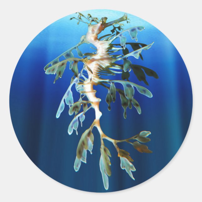 Leafy Sea Dragon Sticker (Front)