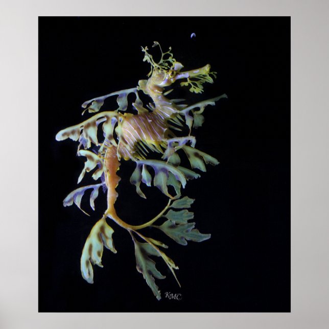 Leafy Seadragon & Mysid Shrimp Poster (Front)