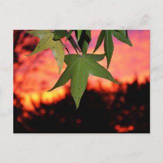 Leafy Sunset Postcard
