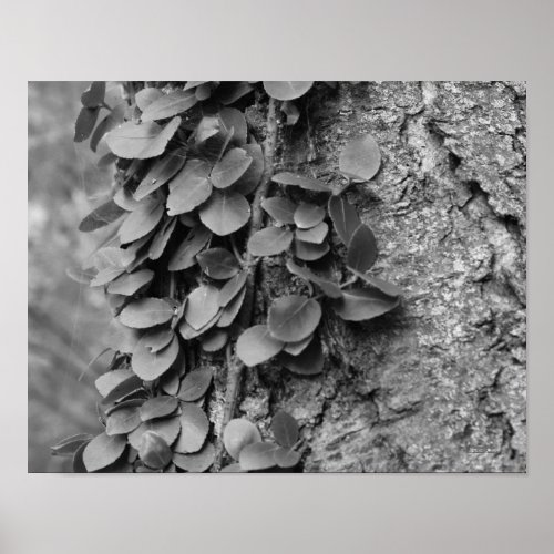 Leafy Vine On Tree In Black White Nature Poster