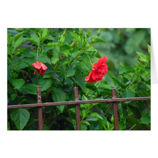 Leaning Garden Flower Cards (Front Horizontal)