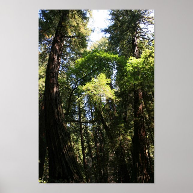 "Leaning Giants", Muir Woods Poster (Front)