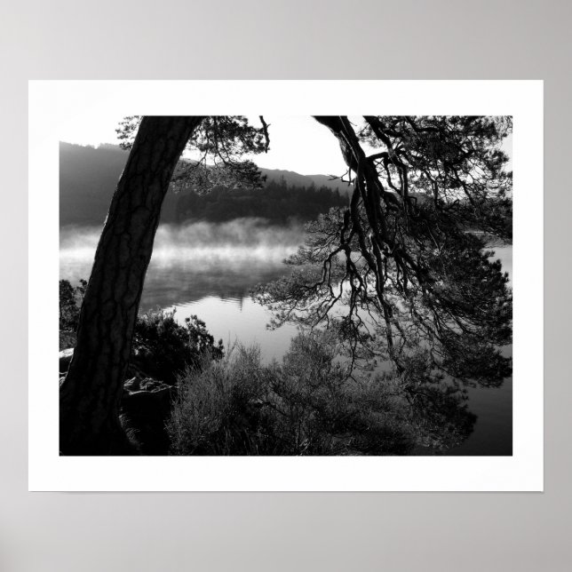 Leaning Pine at Derwentwater Poster (Front)