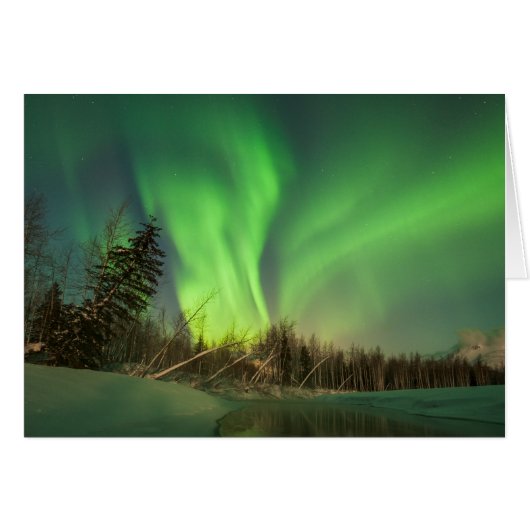 Leaning Spruce Aurora Cards (Front Horizontal)