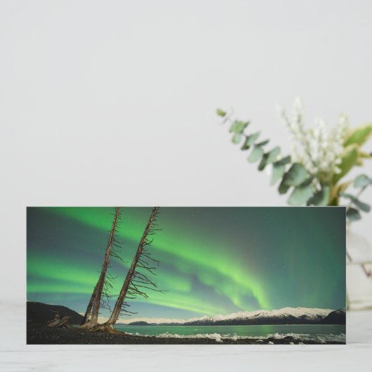 Leaning Tree Aurora (Standing Front)