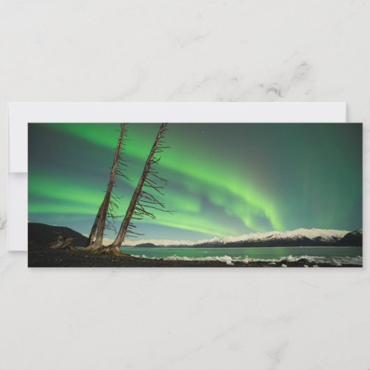 Leaning Tree Aurora (Front)