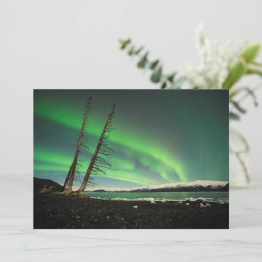 Leaning Tree Aurora (Standing Front)