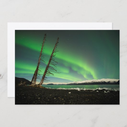 Leaning Tree Aurora (Front/Back)