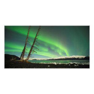 Leaning Tree Aurora Card