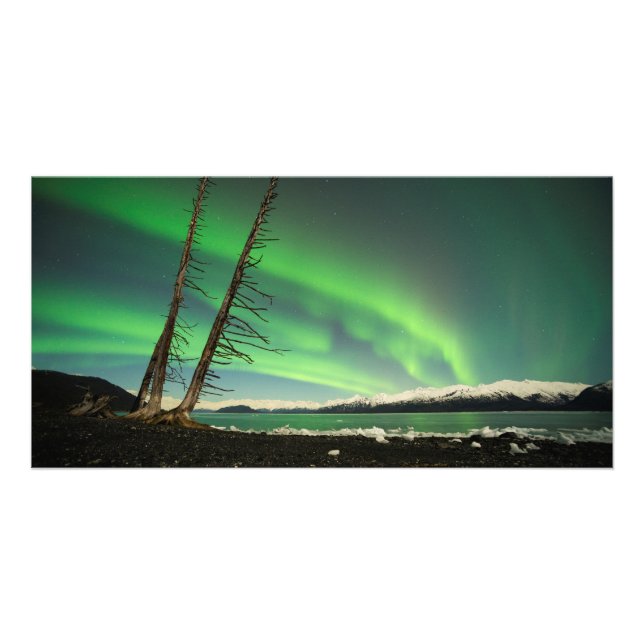 Leaning Tree Aurora Card (Front)