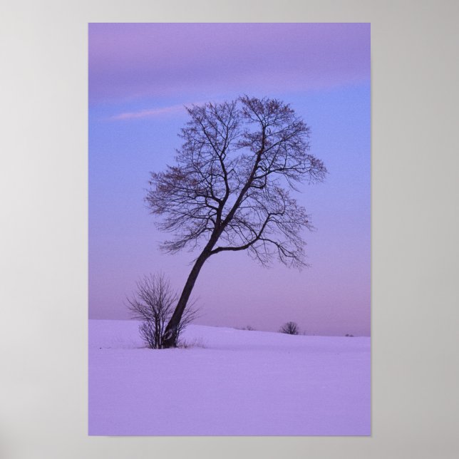 Leaning Tree in Snowy Field; Chippewa County; Poster (Front)