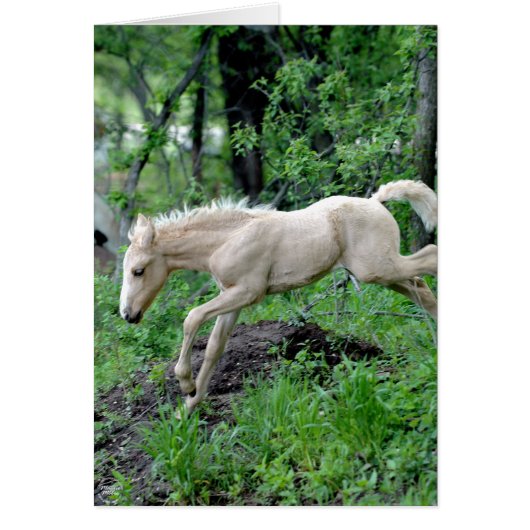 Leaping Colt Cards (Front)