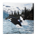 Leaping Orca Tile<br><div class="desc">Two leaping killer whales before the untouched wilderness of the British Columbia coast. Originally in watercolor.</div>