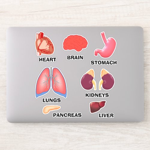 Learn Anatomy Educational Home School Sticker Set