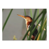 Least Bittern (Front Horizontal)