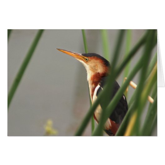 Least Bittern (Front Horizontal)