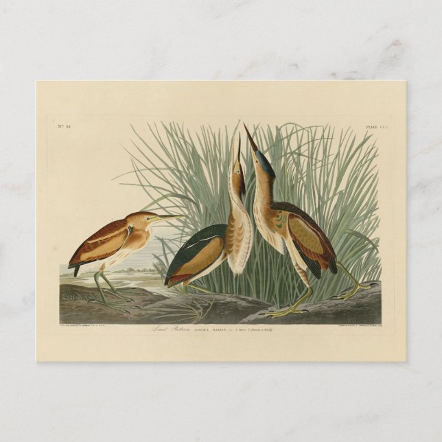 Least Bittern from Audubon's Birds of America Postcard (Front)