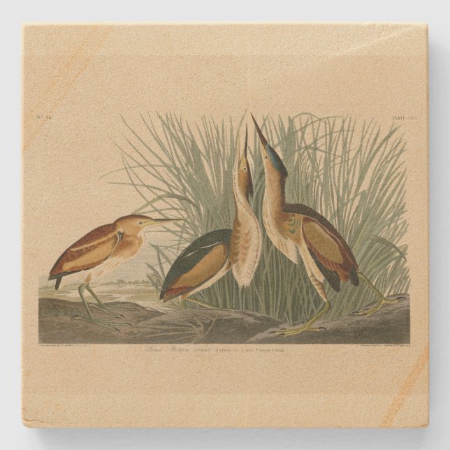 Least Bittern from Audubon's Birds of America Stone Coaster (Front)