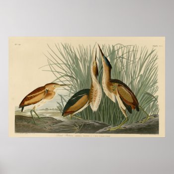 Least Bittern Poster by birdpictures at Zazzle