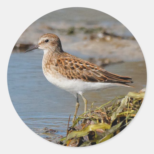 Least Sandpiper on the Mudflats Classic Round Sticker (Front)