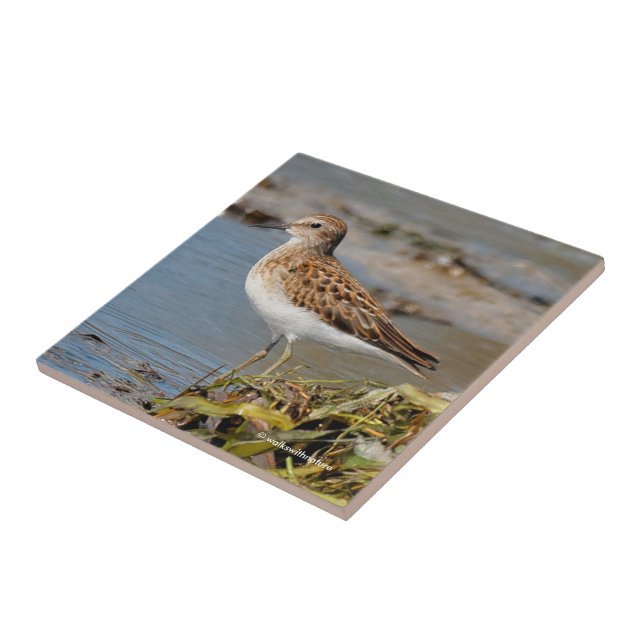 Least Sandpiper on the Mudflats Tile (Side)