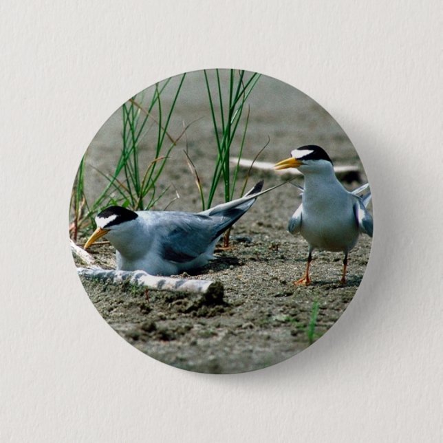 Least Terns Button (Front)