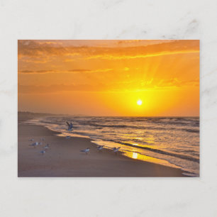 Least Terns on a Florida Beach at Sunrise Postcard