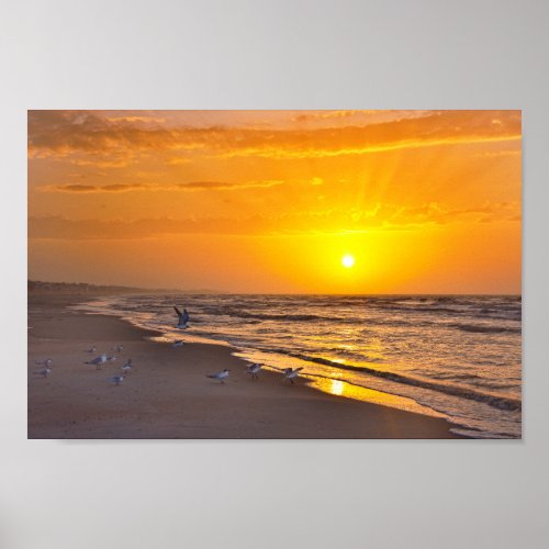 Least Terns on the Beach Money Bayou Beach Flori Poster