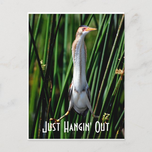 leastbittern, Just Hangin' Out Postcard (Front)