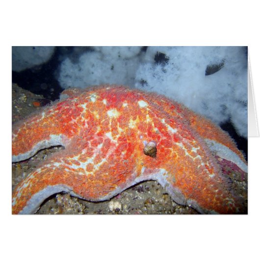 Leather Starfish Cards (Front Horizontal)